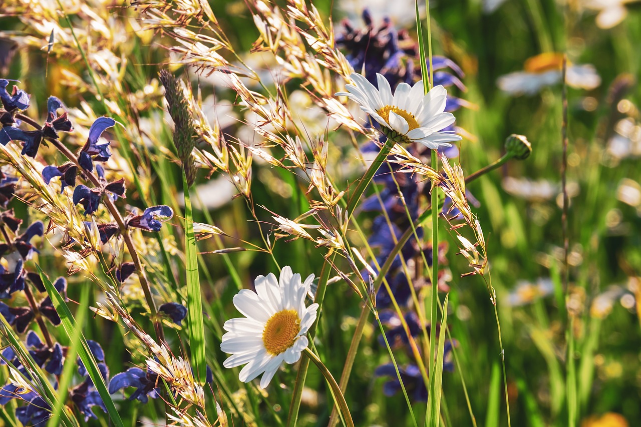 Indulge In The Fredericksburg Tx Wildflowers And Wildlife Tour